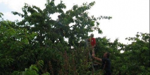 Melitopolj slatka trešnja